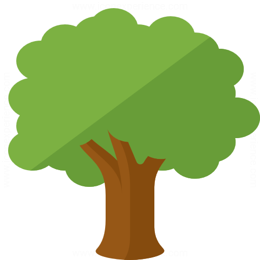 Kauri tree
